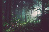 A lush forest